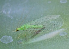 Pseudomallada prasinus