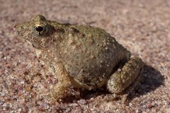 Phrynobatrachus natalensis