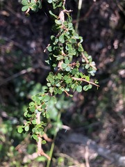 Phyllanthus microcladus