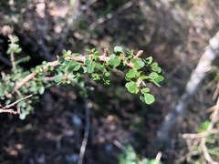 Phyllanthus microcladus