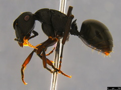 Polyrhachis phryne
