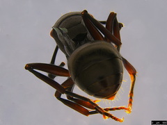 Polyrhachis phryne