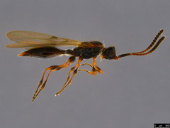 Ambositrinae