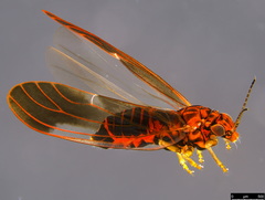 Anoeconeossa