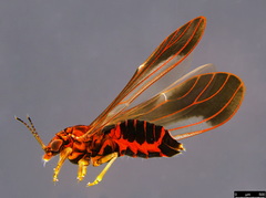 Anoeconeossa