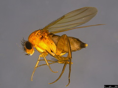 Metopininae