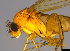 Metopininae