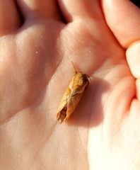 Triodia sylvina