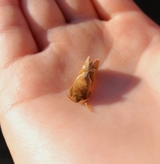 Triodia sylvina