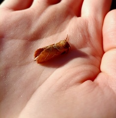 Triodia sylvina