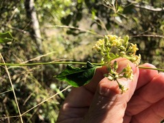 Parsonsia leichhardtii