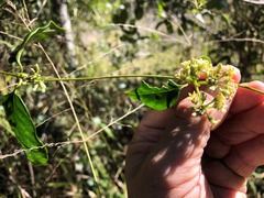 Parsonsia leichhardtii