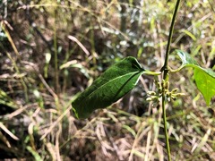 Parsonsia leichhardtii