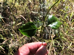Parsonsia leichhardtii