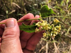 Parsonsia leichhardtii