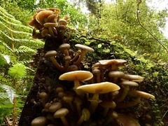 Armillaria novae-zelandiae