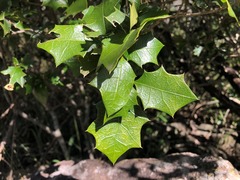 Alchornea ilicifolia