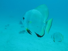 Platax boersii