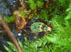 Polydrusus pterygomalis