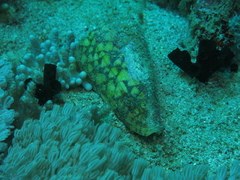 Conus bandanus image
