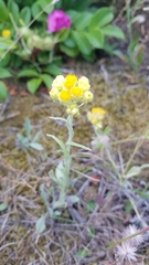 Helichrysum arenarium