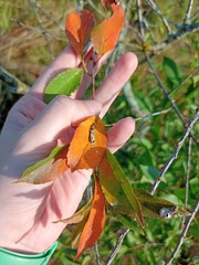 Prunus fruticosa