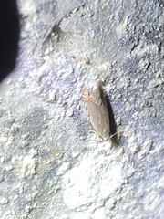 Battaristis concinnusella