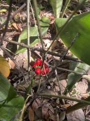 Scadoxus membranaceus