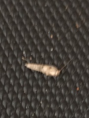 Lepisma