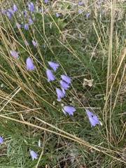Campanula rotundifolia