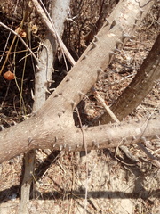 Cnidoscolus megacanthus