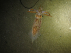 Alloteuthis