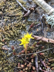 Sedum acre