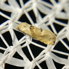 Eupoecilia acrographa