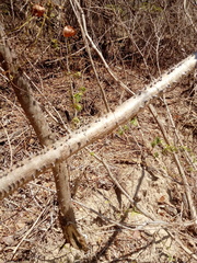 Cnidoscolus megacanthus