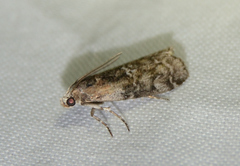 Sciota vetustella