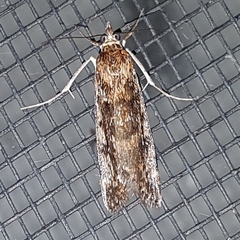 Achyra affinitalis