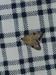 Abablemma brimleyana