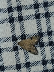 Abablemma brimleyana