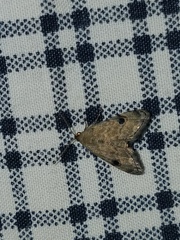 Abablemma brimleyana