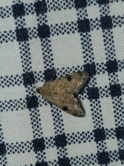 Abablemma brimleyana