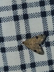 Abablemma brimleyana