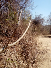 Cnidoscolus megacanthus