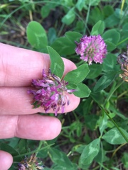Trifolium pratense