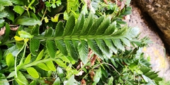 Asplenium obtusatum