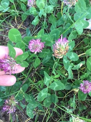Trifolium pratense