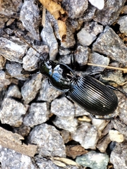Pterostichus gallega