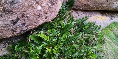 Asplenium obtusatum