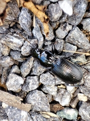 Pterostichus gallega