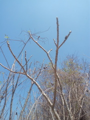 Cnidoscolus megacanthus